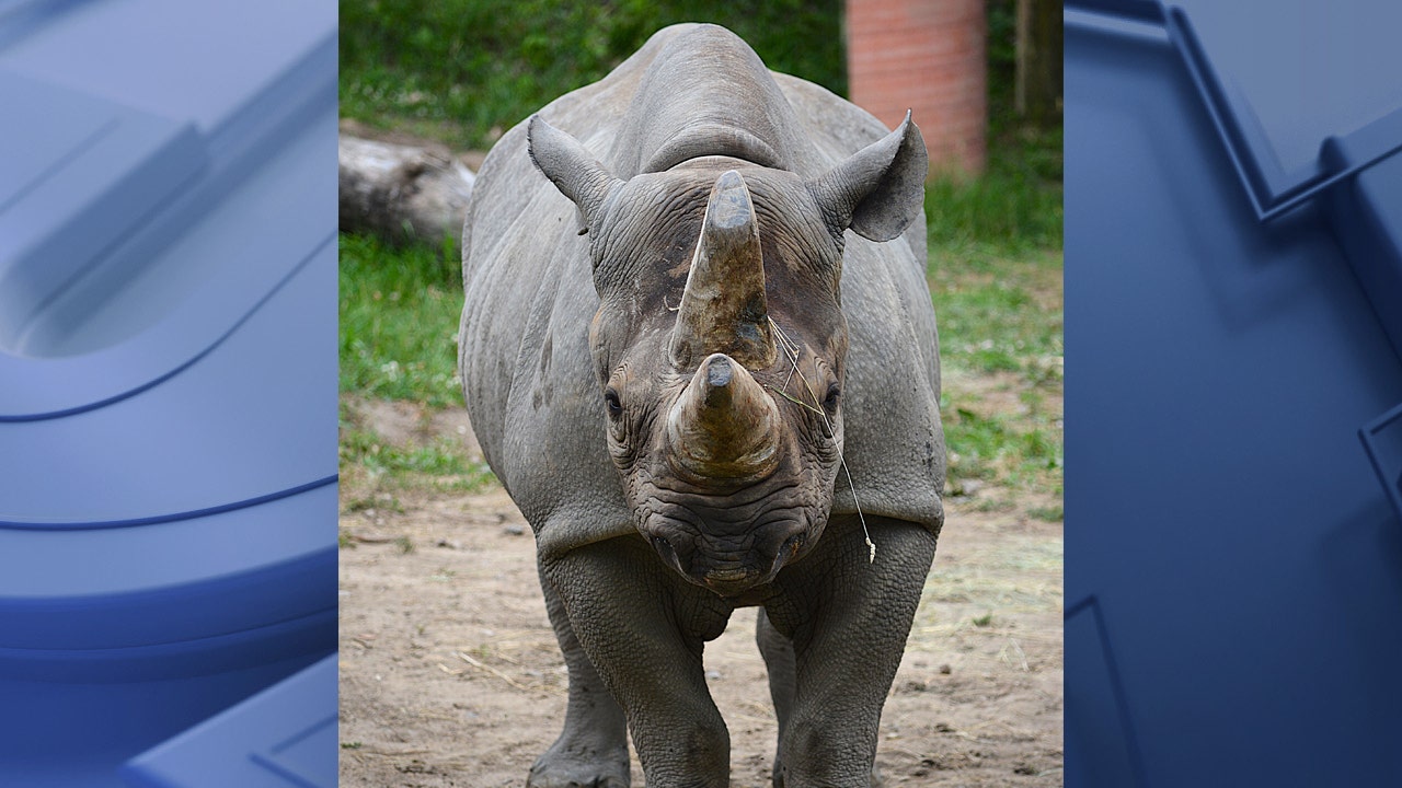 Racine Zoo rhino Timu moves to new home; 'we were sad to see her go'