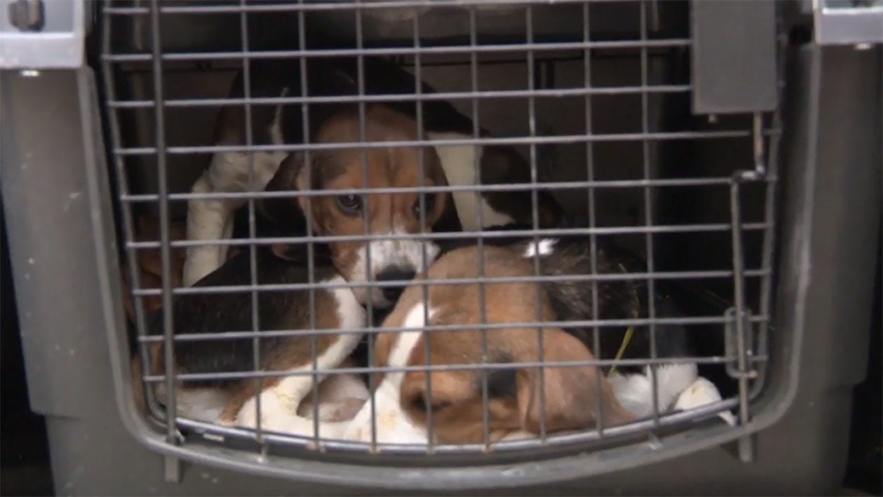 Ridglan Farms beagles: HAWS in Waukesha welcomes two dozen dogs