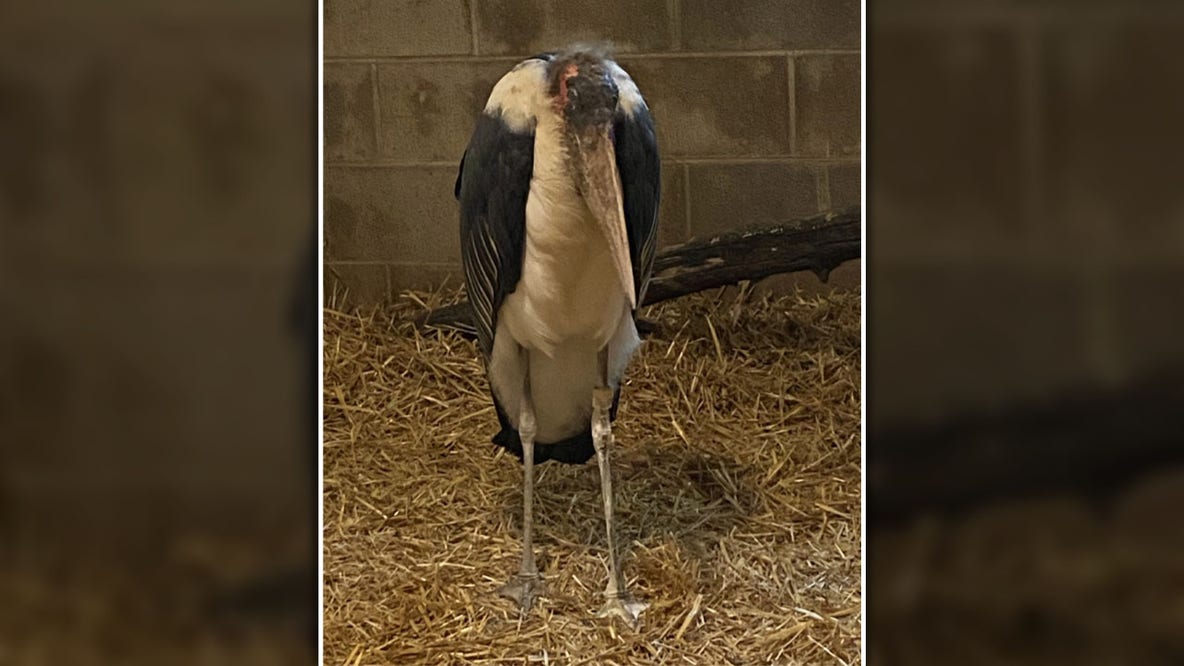 How is the African stork? Safari Lake Geneva owner provides update on bird rescued in Wisconsin