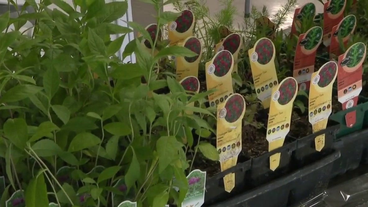 Friends of the Monarch Trail hosting plant sale in Greenfield Park