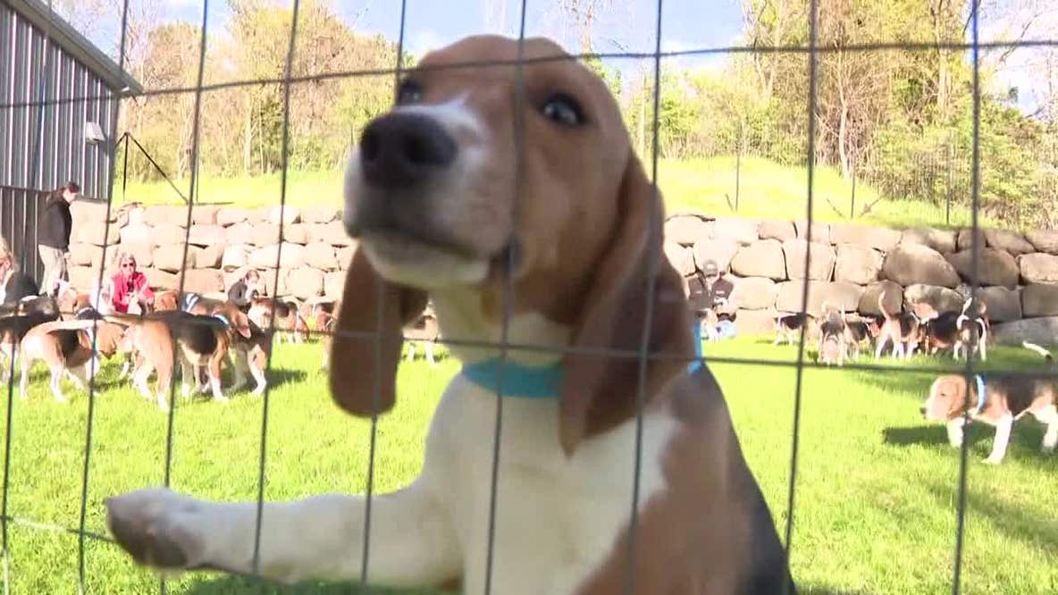 Ridglan Farms beagles: HAWS adoption special to clear shelter space