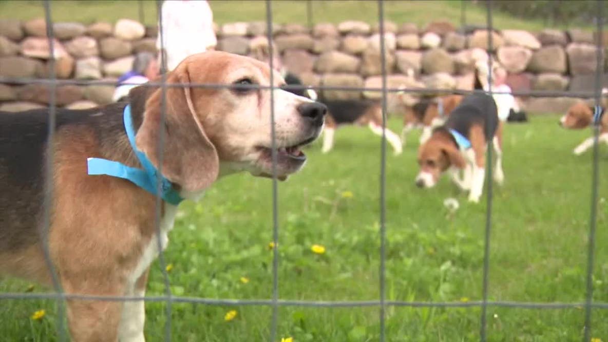 Ridglan Farms beagles being released, about 500 will be left behind