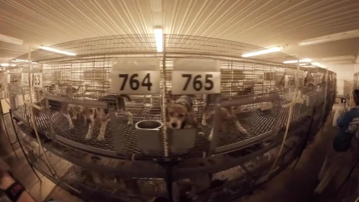 Ridglan Farms beagles: Last dogs to be released Wednesday