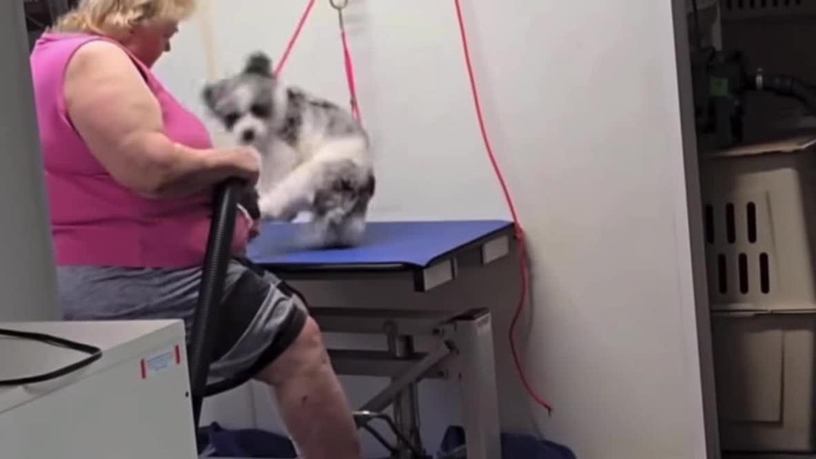 West Bend dog groomer under investigation for animal mistreatment