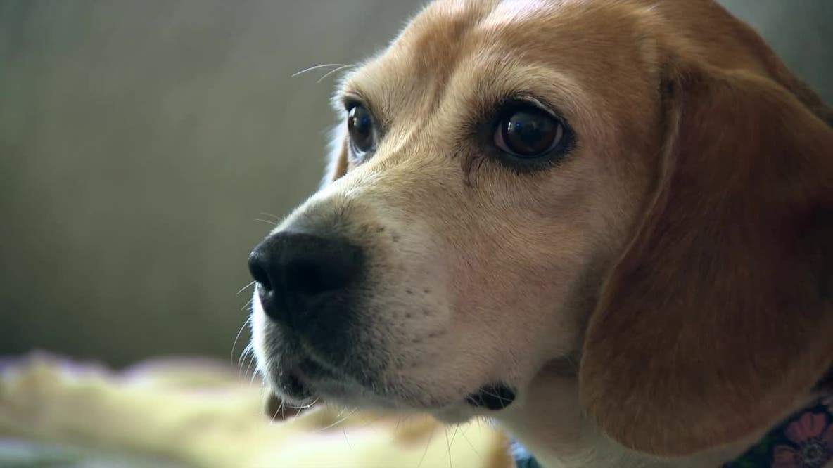 Ridglan Farms beagles: Dog with cancer adopted by Wisconsin family