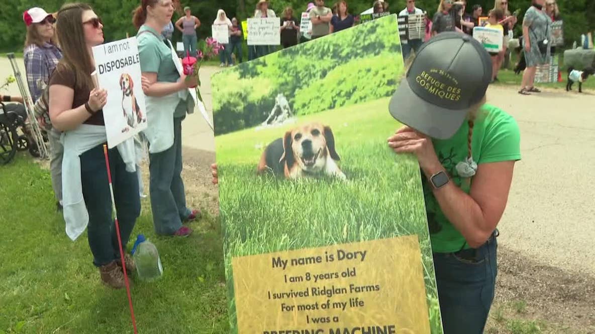 Ridglan Farms beagles: Protest calls for release of remaining dogs