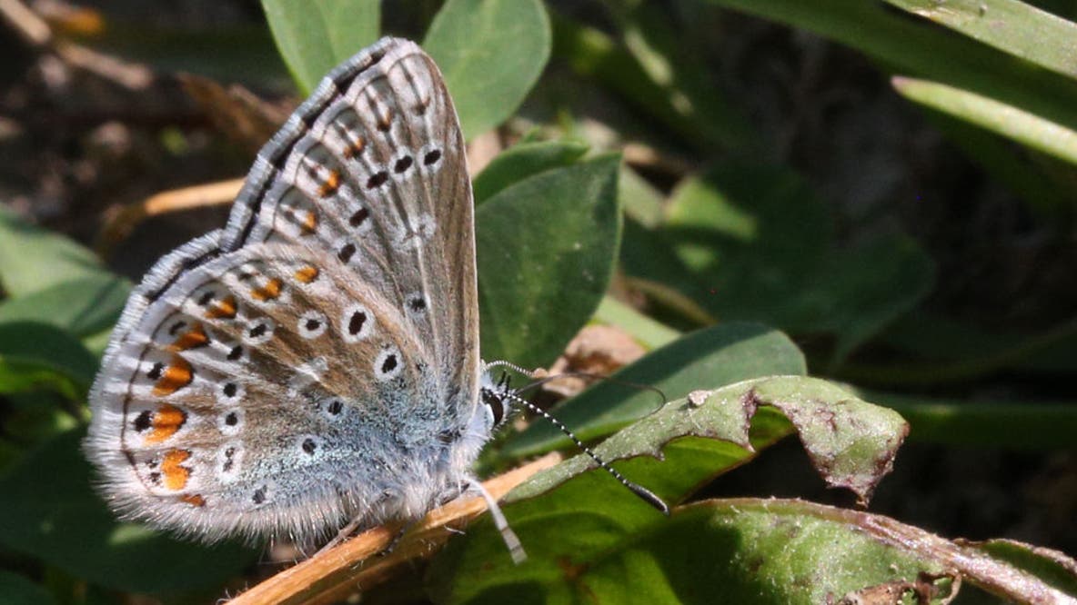 Wisconsin DNR: Volunteers sought for Karner Blue Butterfly monitoring