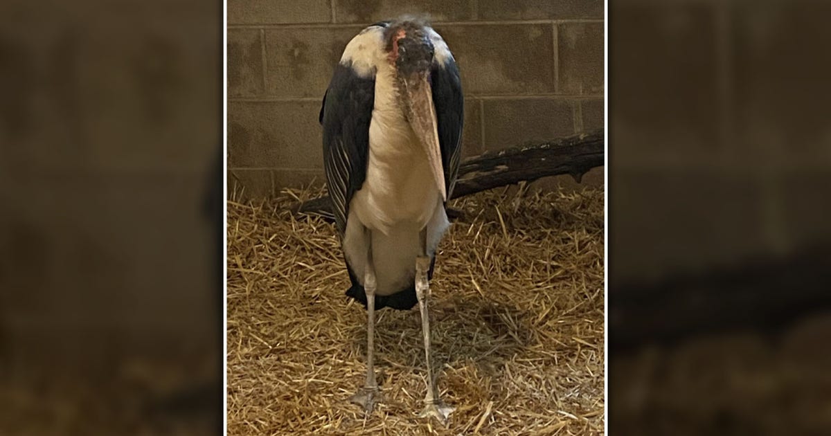 How is the African stork? Safari Lake Geneva owner provides update on bird rescued in Wisconsin