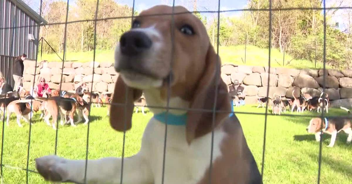 Ridglan Farms beagles: Big Dog Ranch Rescue secures release of remaining dogs Ridglan Farms beagles: Big Dog Ranch Rescue secures release of remaining dogs