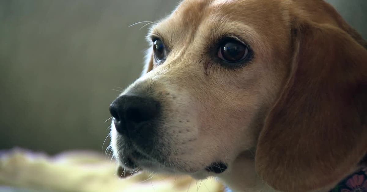 Wisconsin family adopts Ridglan Farms beagle despite cancer discovery