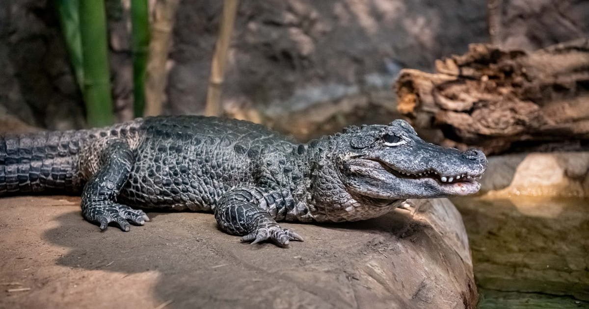 Milwaukee County Zoo mourns Chinese alligator Yin, resident since 1995