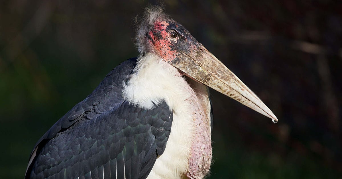 What is an African stork doing in Wisconsin? Here's what we know about the bird