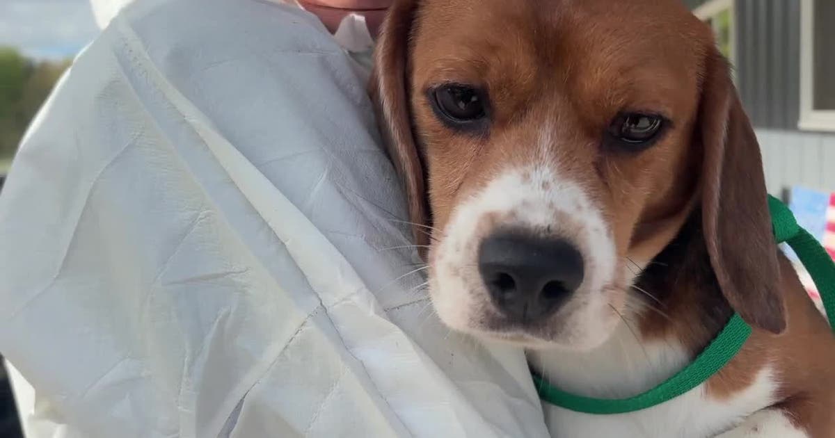 Ridglan beagle rescue signals animal testing shift in America