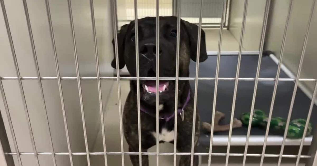 Milwaukee stray dog bite; experts urge caution helping animals