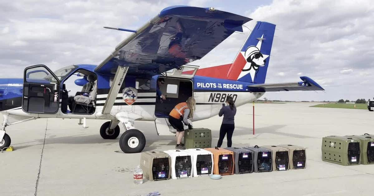 Ridglan Farms beagles: Dogs leave Wisconsin for shelters in New York, Virginia