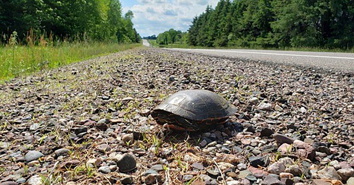 Protect Wisconsin turtles during nesting season, DNR offers tips