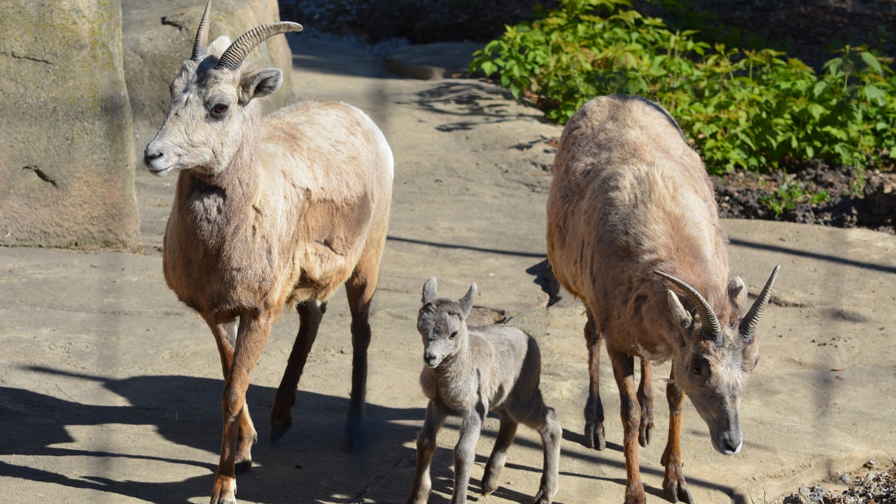 Racine Zoo welcomes 3 bighorn sheep; residents of 'Mountain