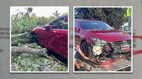 Woman gets $1,250 cleanup bill after tree falls on moving car