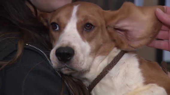 Ridglan Farms beagles: Wisconsin Humane Society to welcome 130 dogs