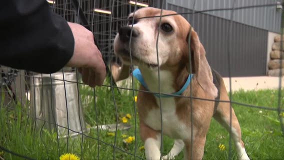 Ridglan Farms beagles: Dogs released Friday the first of hundreds