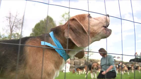 Ridglan Farms beagles: HAWS accepting dogs freed from facility