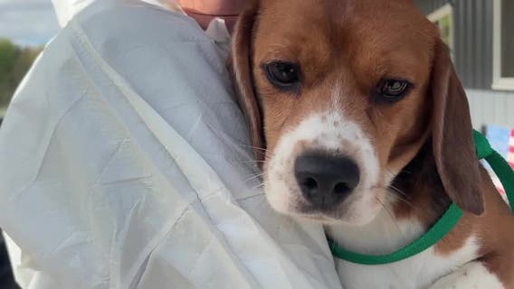 Ridglan beagle rescue signals animal testing shift in America