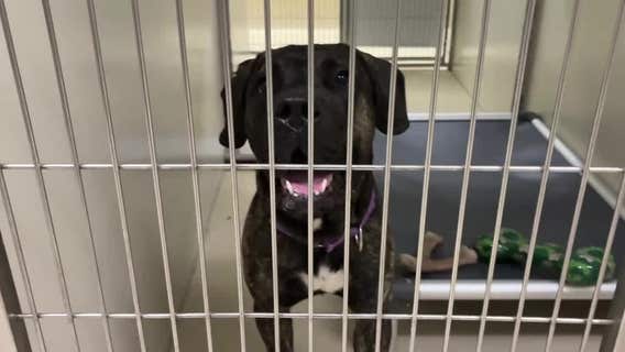 Milwaukee stray dog bite; experts urge caution helping animals