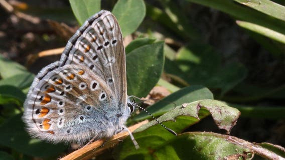 Wisconsin DNR: Volunteers sought for Karner Blue Butterfly monitoring