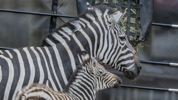 Mother's Day at Milwaukee County Zoo; moms receive free admission