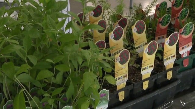 Friends of the Monarch Trail hosting plant sale in Greenfield Park