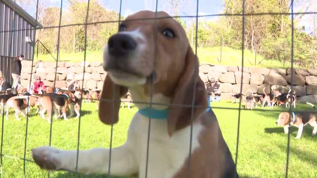 Ridglan Farms beagles: HAWS adoption special to clear shelter space