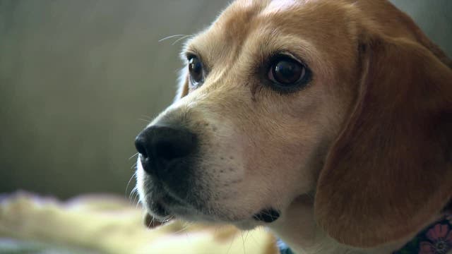 Ridglan Farms beagles: Dog with cancer adopted by Wisconsin family