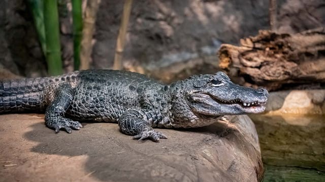 Milwaukee County Zoo mourns Chinese alligator Yin, resident since 1995