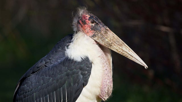 African stork in Wisconsin: Latest sightings, what we know