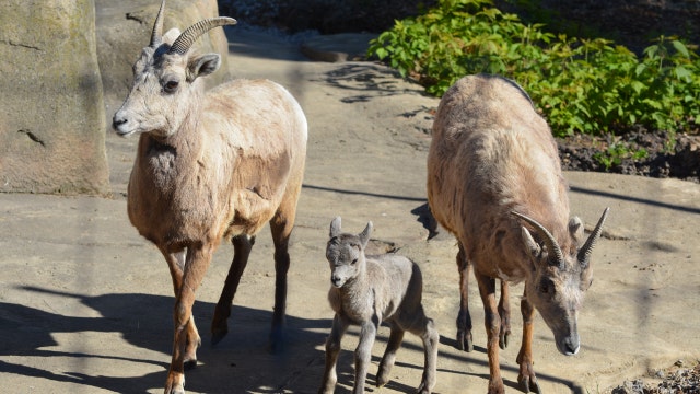 Racine Zoo welcomes 3 bighorn sheep; residents of 'Mountain' exhibit