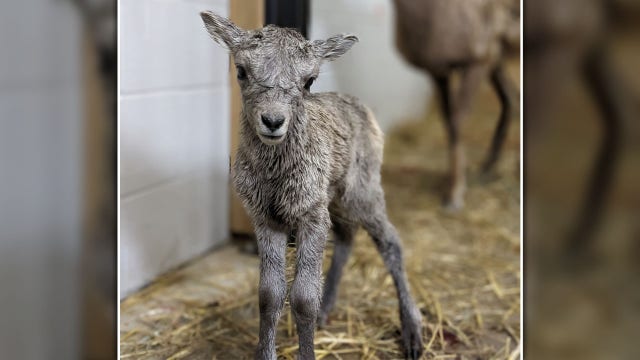 Racine Zoo baby bighorn sheep, second born this month