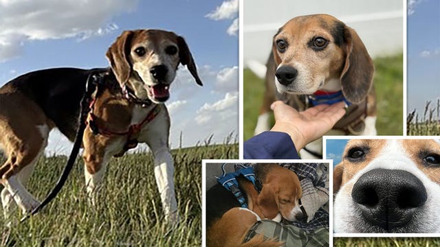 Ridglan Farms beagles: Rescued dogs find homes, see their stories
