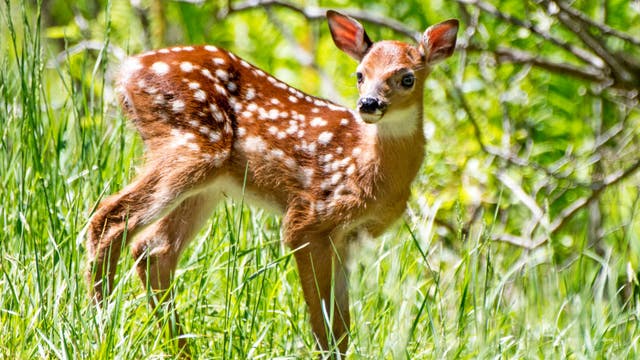 Wisconsin DNR urging people to leave white-tailed deer fawns alone