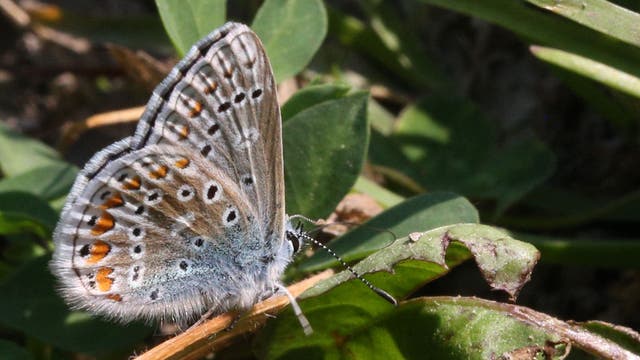 Wisconsin DNR: Volunteers sought for Karner Blue Butterfly monitoring