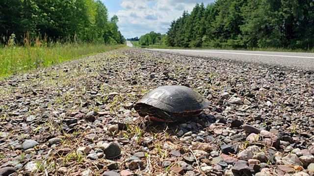 Protect Wisconsin turtles during nesting season, DNR offers tips