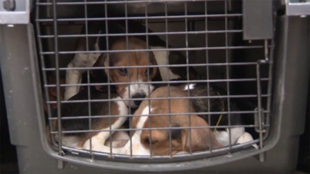 Ridglan Farms beagles: HAWS in Waukesha welcomes two dozen dogs
