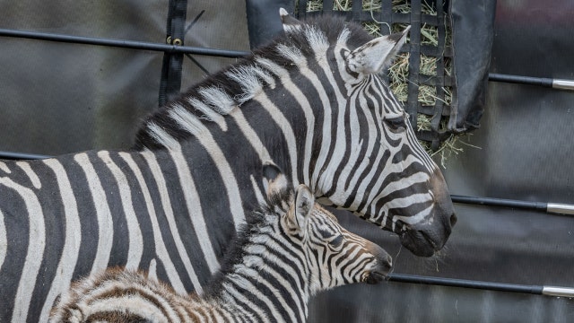 Mother's Day at Milwaukee County Zoo; moms receive free admission