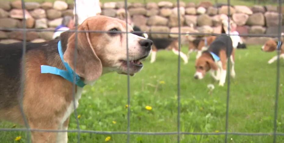 Ridglan Farms beagles being released, about 500 will be left behind