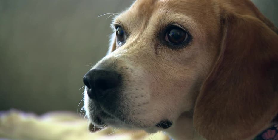 Ridglan Farms beagles: Dog with cancer adopted by Wisconsin family