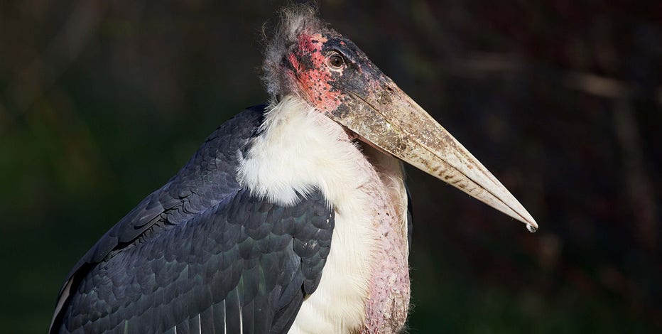 African stork in Wisconsin captured, Safari Lake Geneva says
