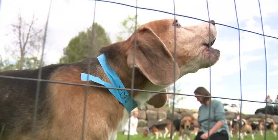 Ridglan Farms beagles: HAWS accepting dogs freed from facility