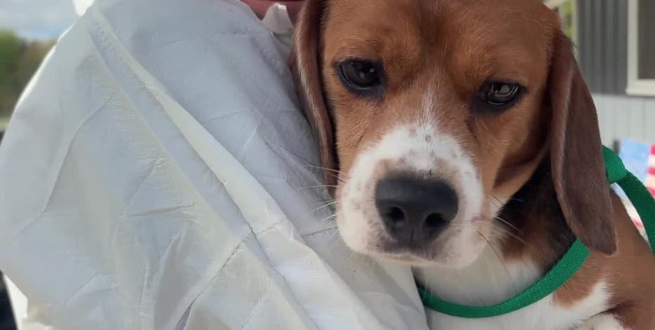 Ridglan beagle rescue signals animal testing shift in America