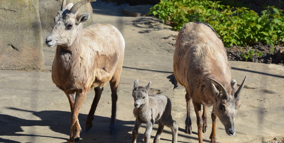 Racine Zoo welcomes 3 bighorn sheep; residents of 'Mountain' exhibit