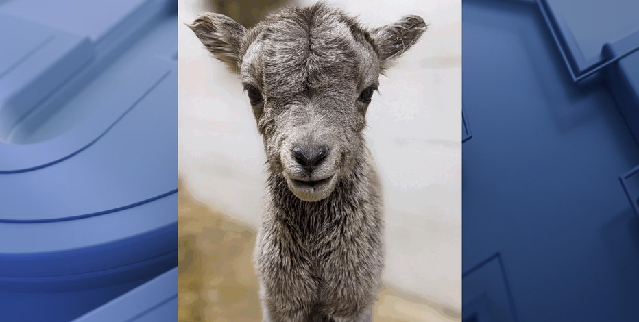 Racine Zoo welcomes 3 bighorn sheep; residents of 'Mountain