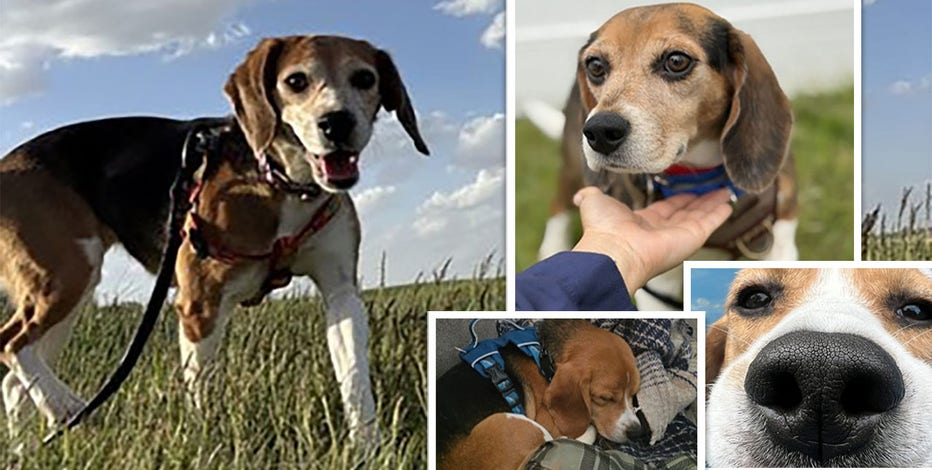 Ridglan Farms beagles: Rescued dogs find homes, see their stories